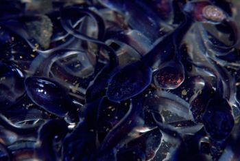 fresh water tadpoles , F100 , 105mm, wet diopter by Greg Grant 